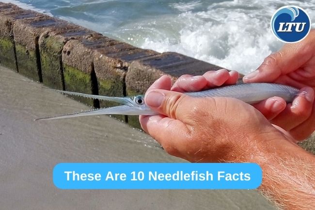 These Are 10 Needlefish Facts
